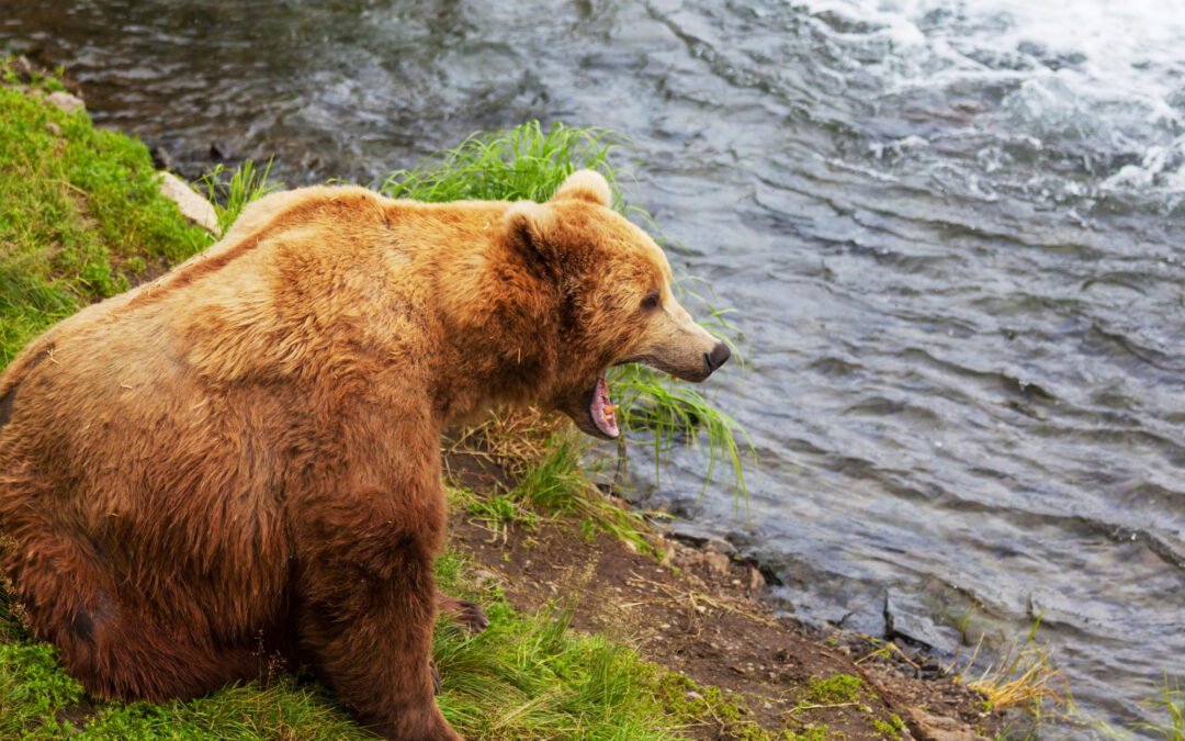 Can All Bears Swim?