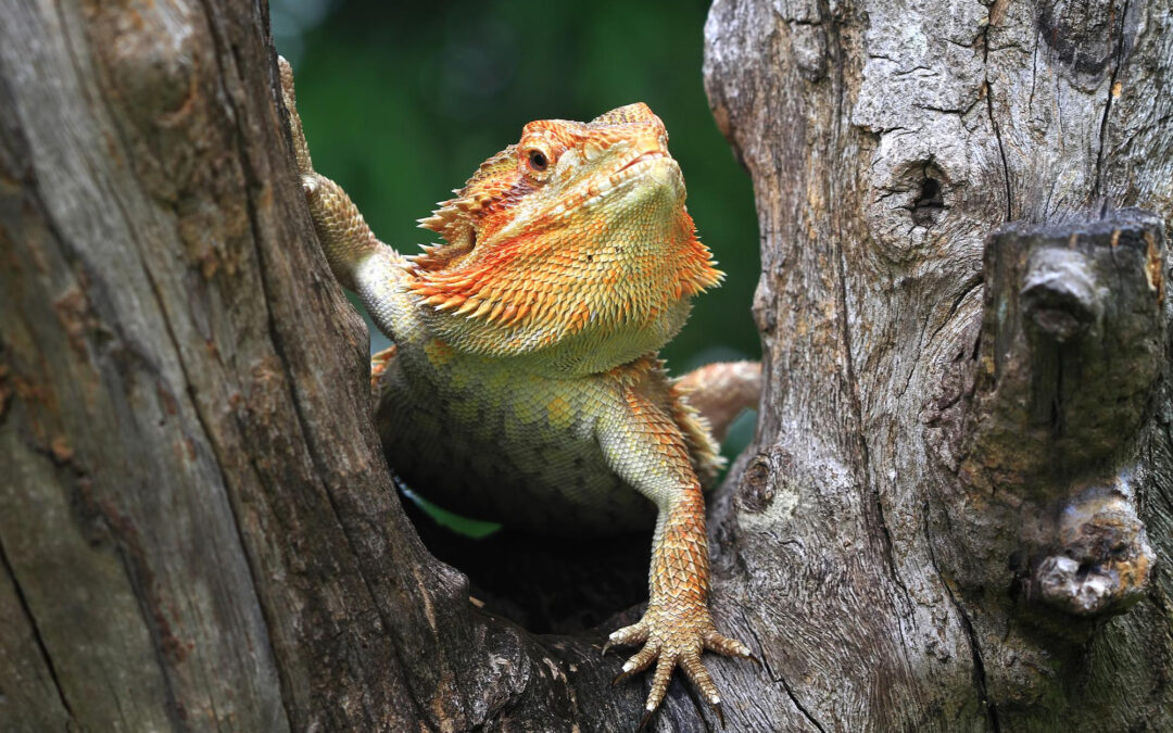 Can Bearded Dragons Swim?