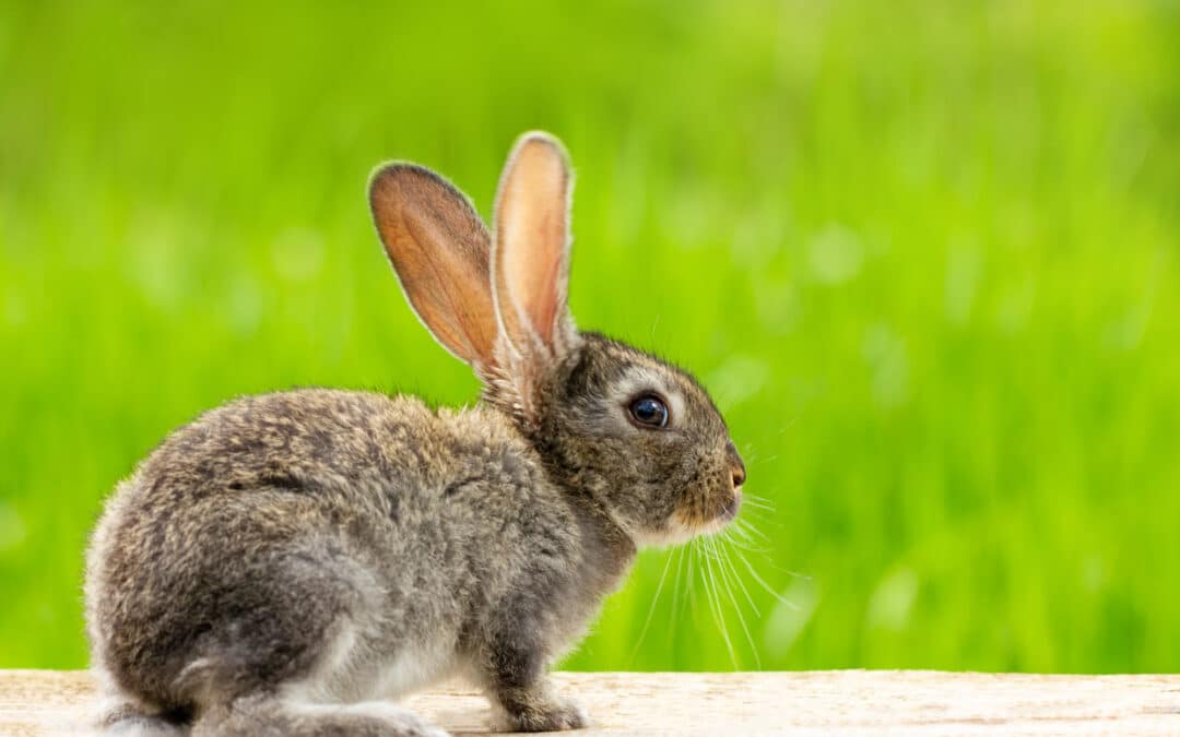 Can Bunnies Swim?