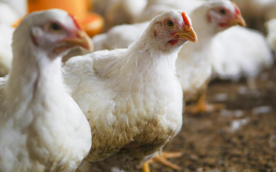 Can Chickens Swim?