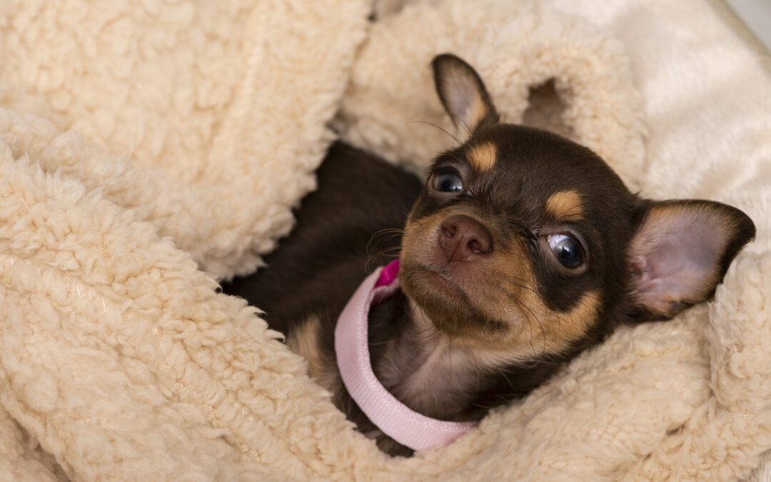 Can Chihuahuas Swim?