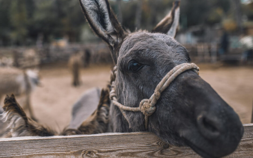 Can Donkeys Swim?