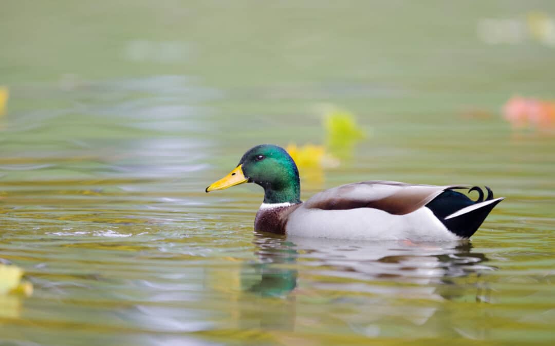 Can Ducks Swim?