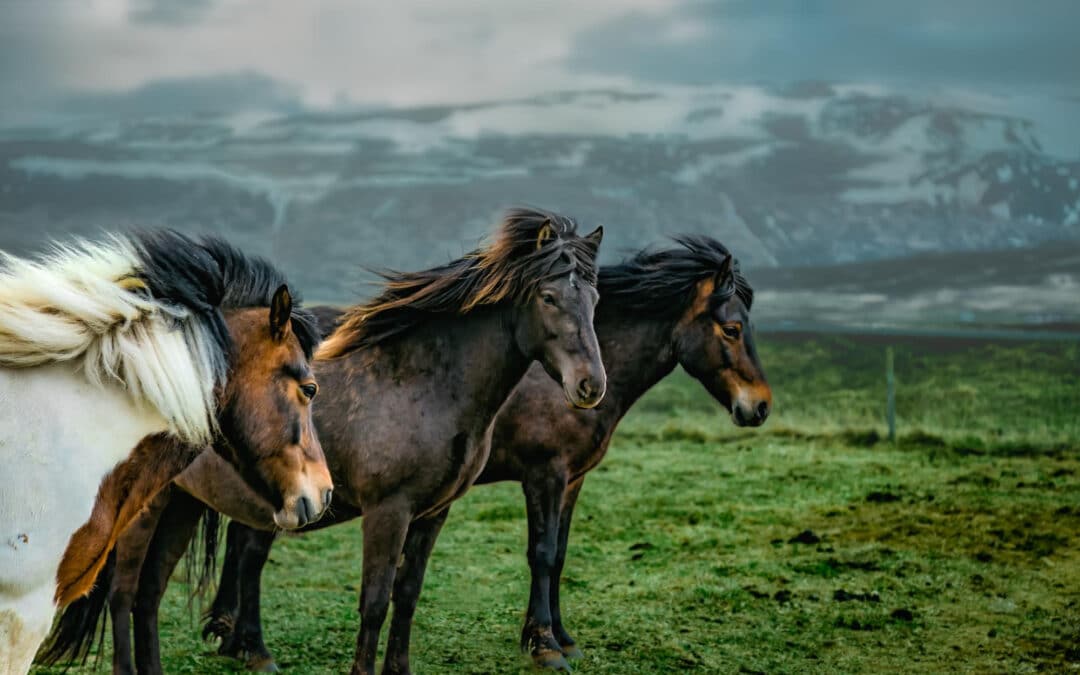 Can Horses Swim?