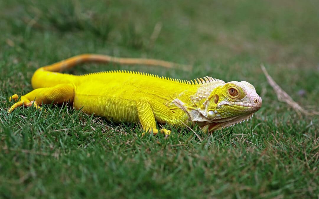 Can Iguanas Swim?