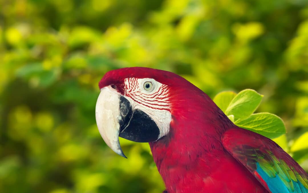 Can Parrots Swim?