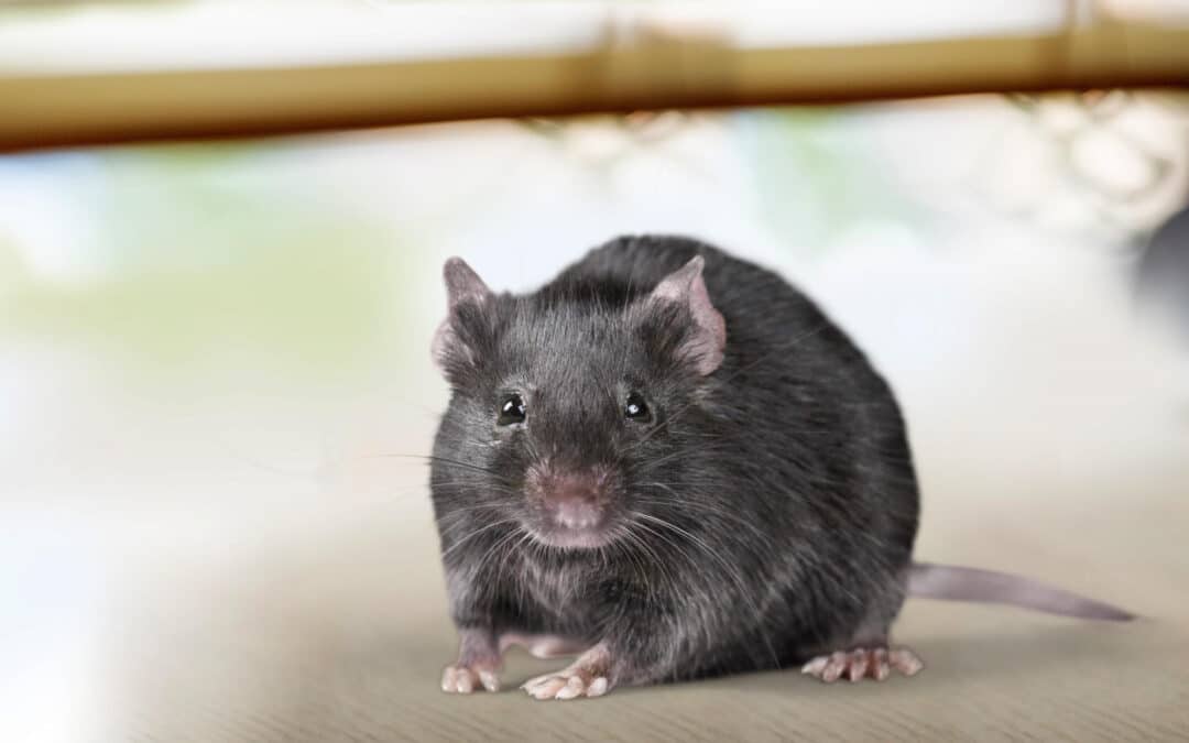 Can Rats Swim?