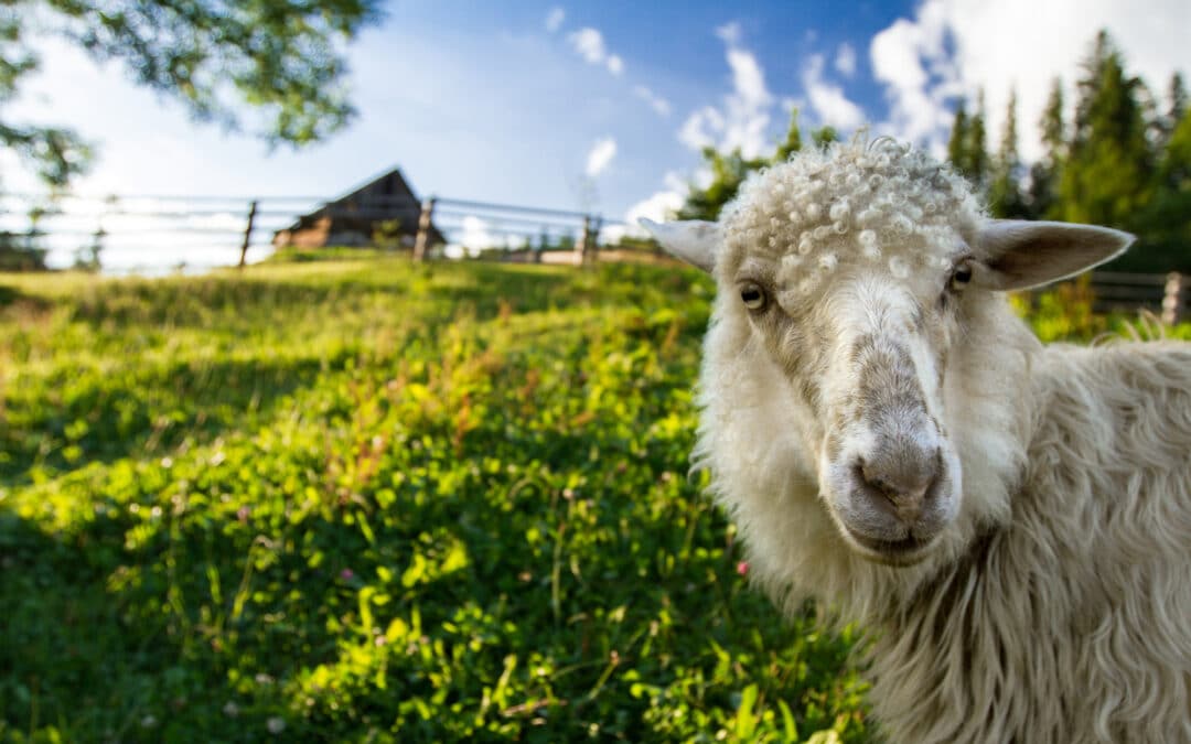 Can Sheep Swim?