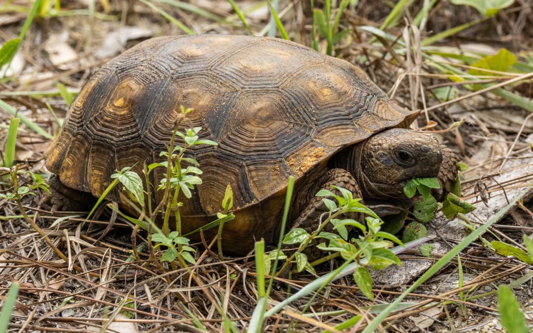 Can Tortoises Swim?