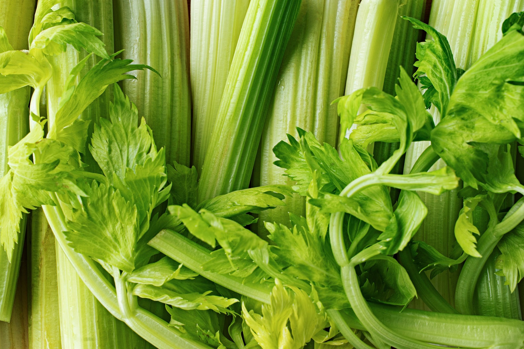 celery image