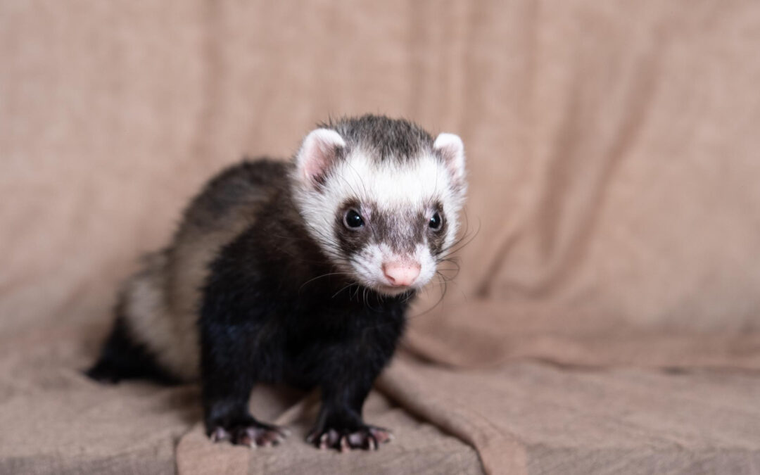 What foods can ferrets eat?