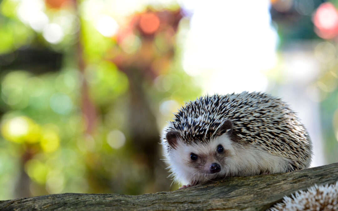 What foods can hedgehogs eat?