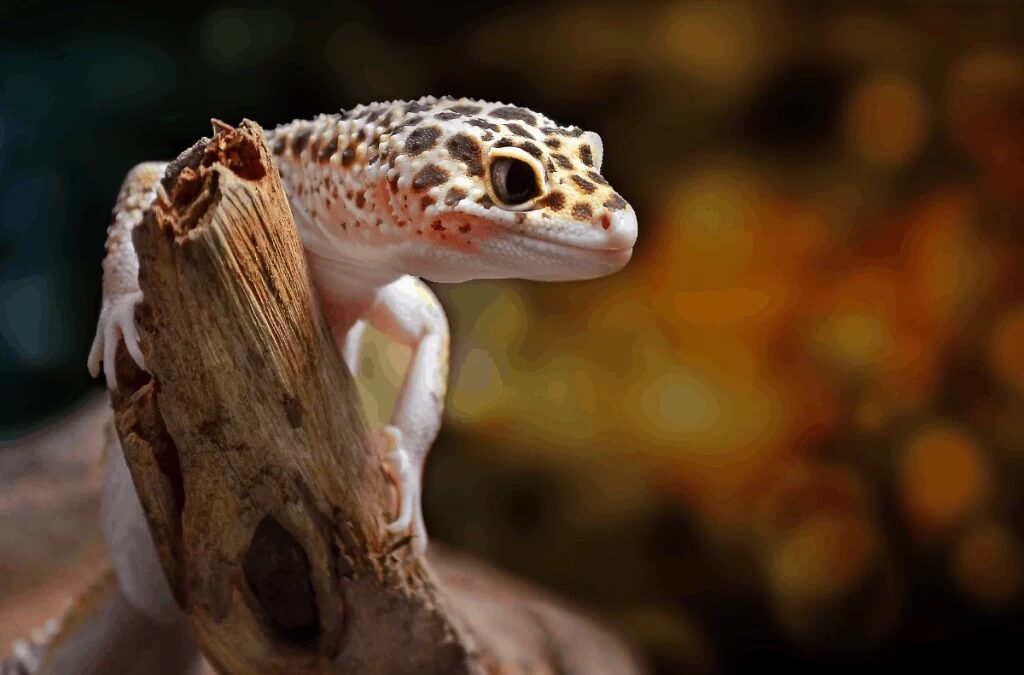 What foods can leopard geckos eat?