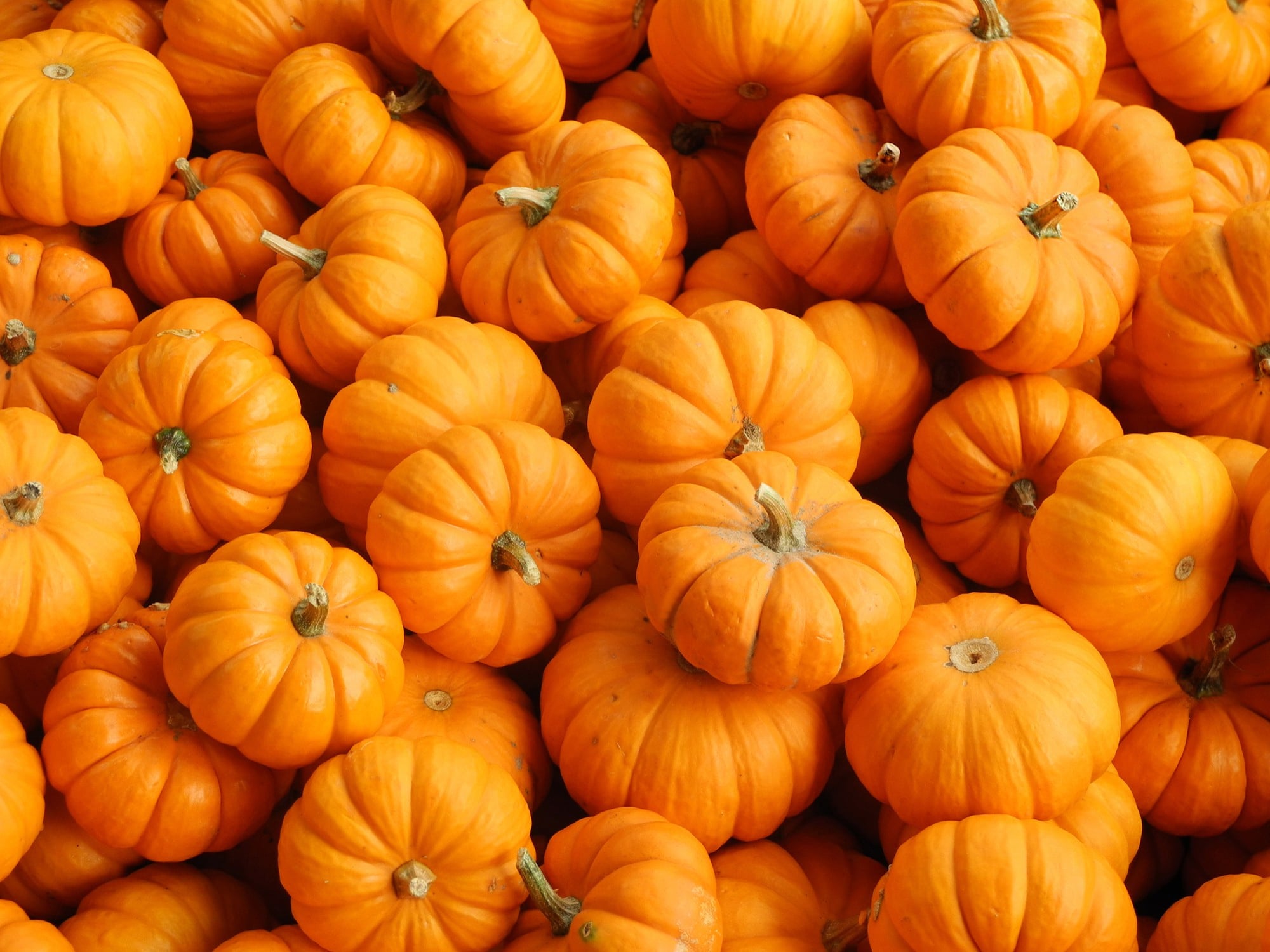 pumpkins image