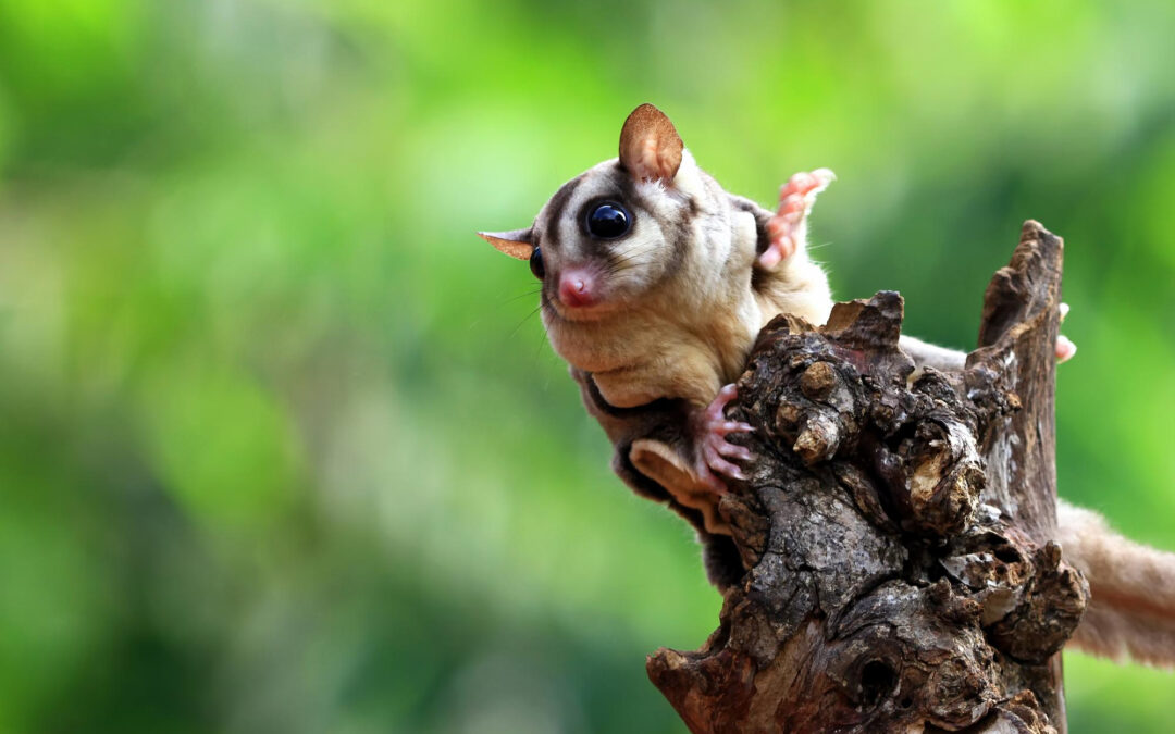 What foods can sugar gliders eat?