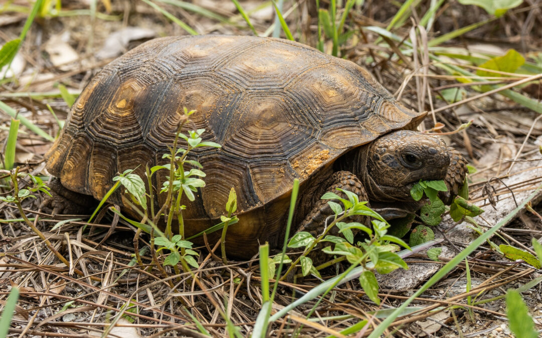 Can Tortoises Eat Avocado?